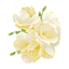 Freesia