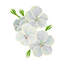 Geranium