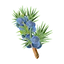 JuniperBerries