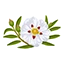 Labdanum