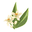 Neroli
