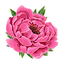 Peony